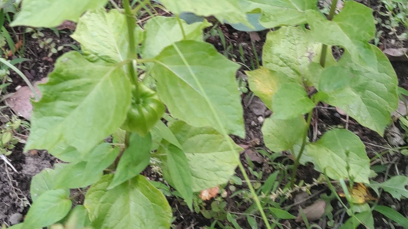 ホオズキの果実 東京都大田区平和島公園
