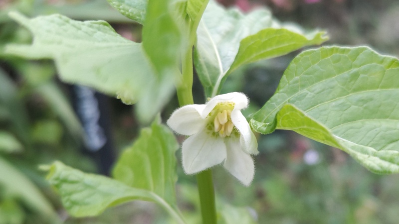 ホオズキの花 東京都大田区平和島公園