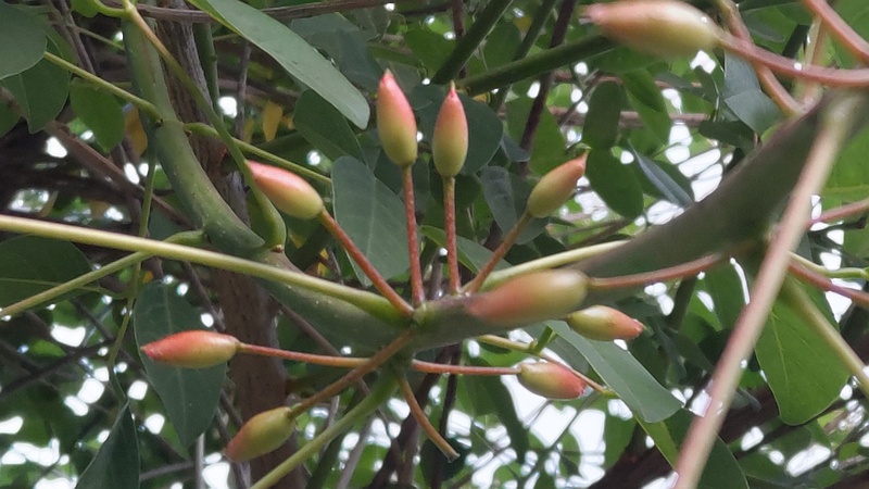 マルバデイゴの蕾 東京都大田区平和島公園