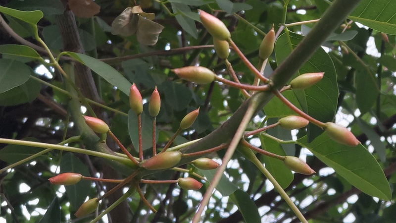 マルバデイゴの蕾 東京都大田区平和島公園