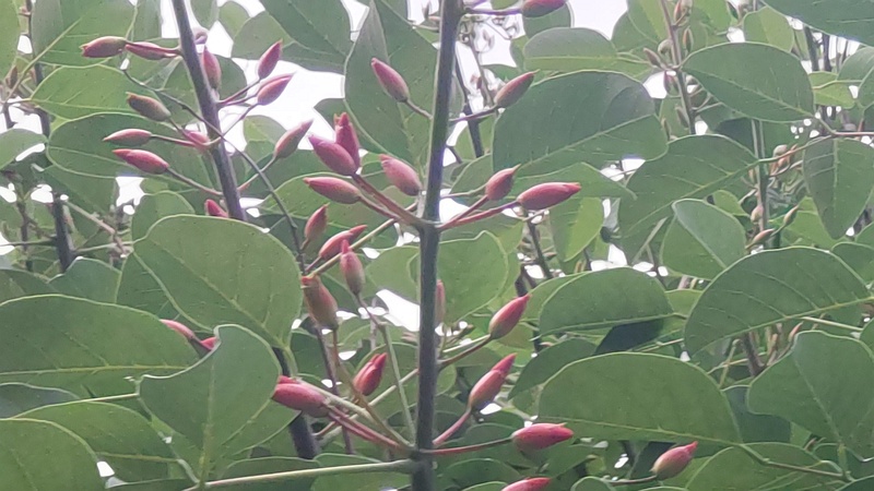 マルバデイゴの蕾 東京都大田区平和島公園