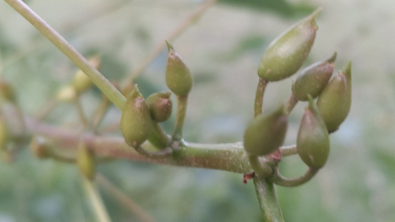 マルバデイゴの蕾 東京都大田区平和島公園