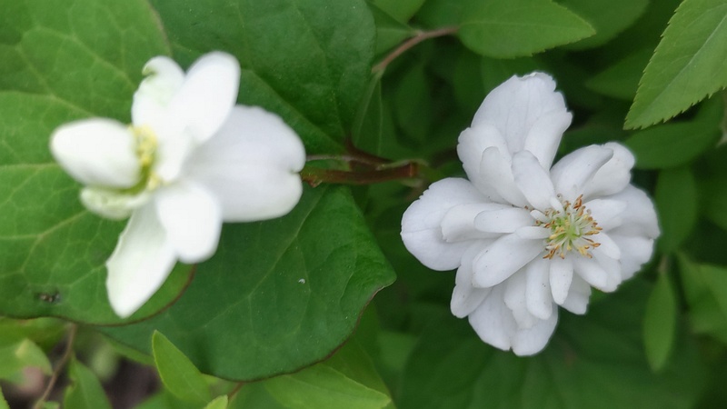 ヤエドクダミの花 東京都大田区平和島公園