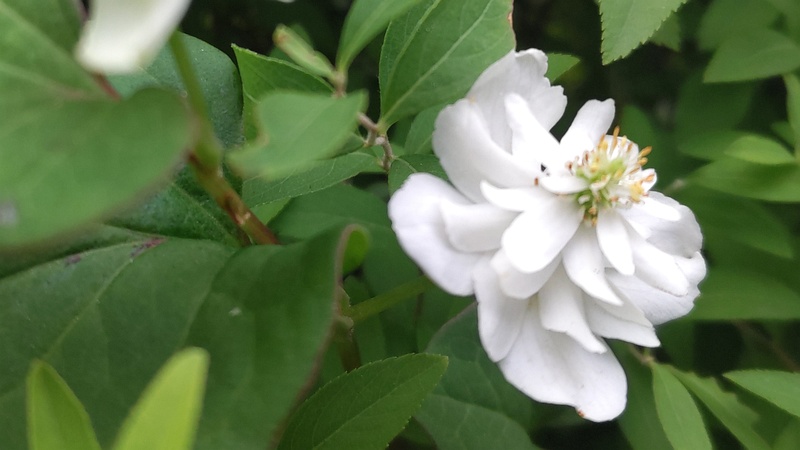ヤエドクダミの花 東京都大田区平和島公園