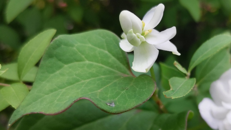 ヤエドクダミの花 東京都大田区平和島公園