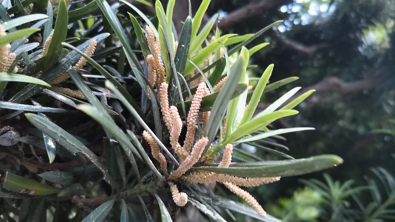 イヌマキの雄花 東京都大田区平和の森公園