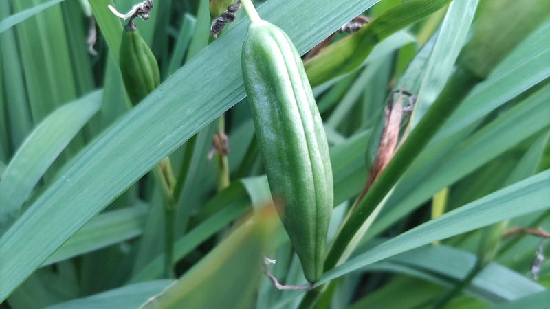 キショウブの果実 東京都大田区平和の森公園