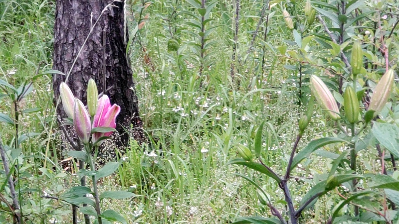 スカシユリの蕾 東京都大田区平和島公園