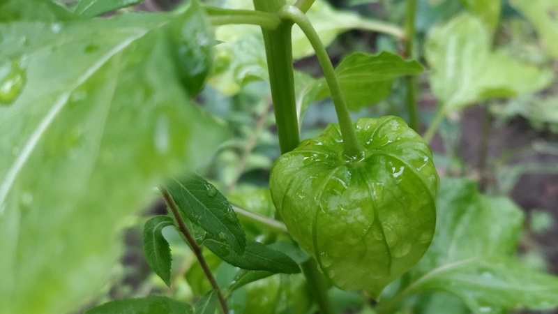 ホオズキの果実 東京都大田区平和島公園