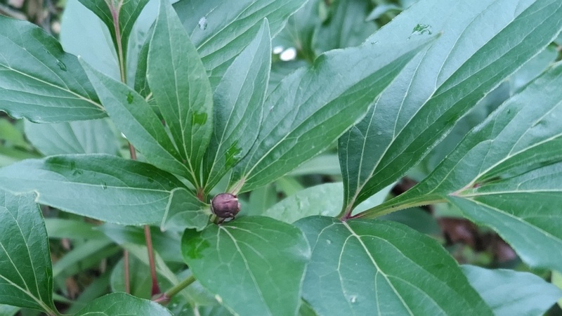 シャクヤク 東京都大田区平和島公園