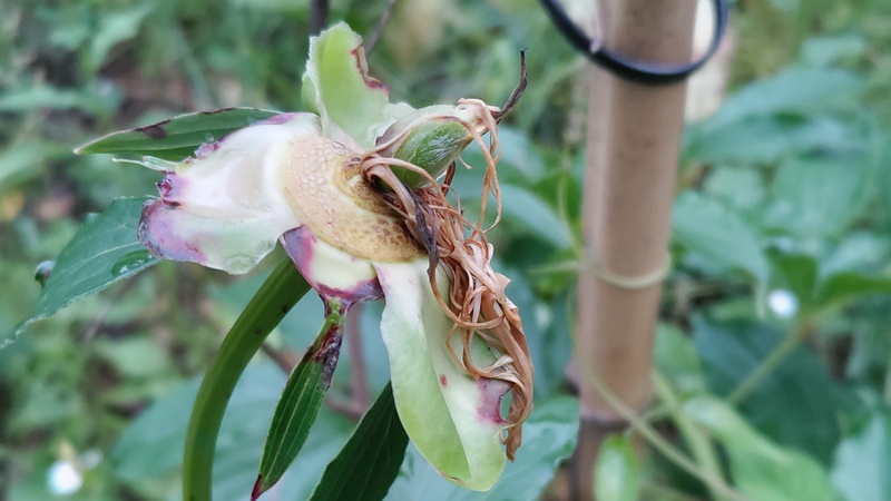 シャクヤクの果実 東京都大田区平和島公園