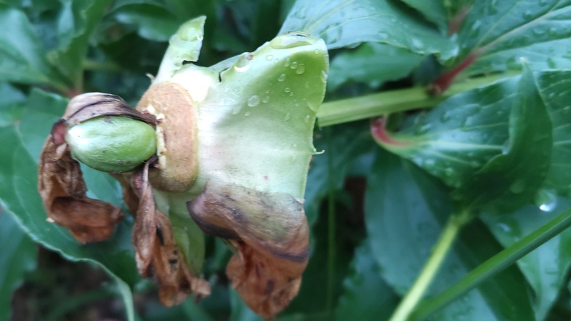 シャクヤクの果実 東京都大田区平和島公園