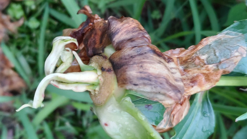 シャクヤクの果実 東京都大田区平和島公園