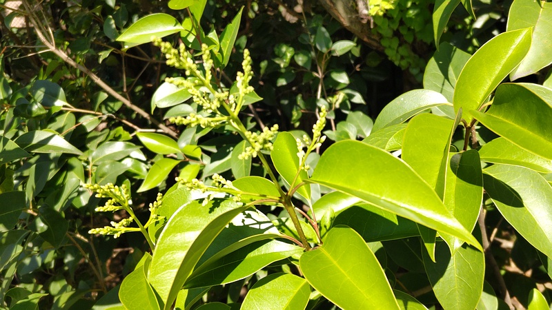 トウネズミモチの蕾 東京都大田区平和の森公園