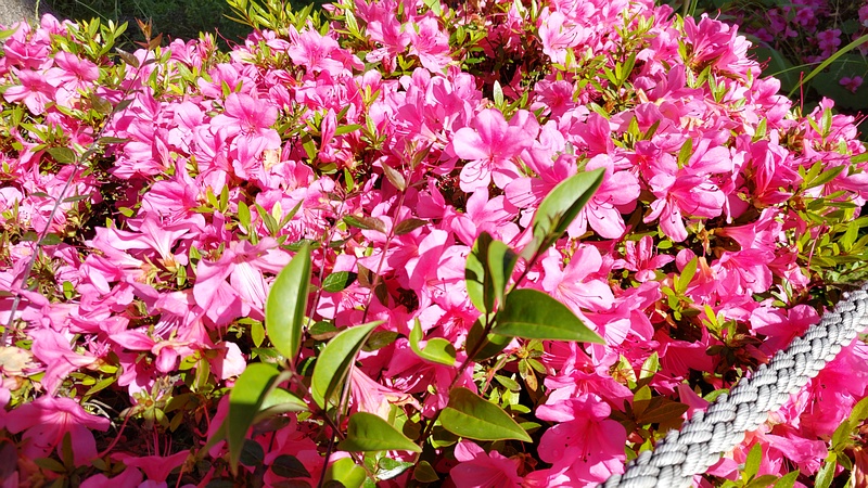 オオムラサキツツジの花 東京都大田区平和島公園