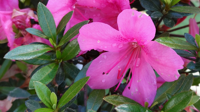 オオムラサキツツジの花 東京都大田区平和島公園