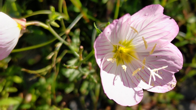 ヒルザキツキミソウの花 東京都大田区平和島公園
