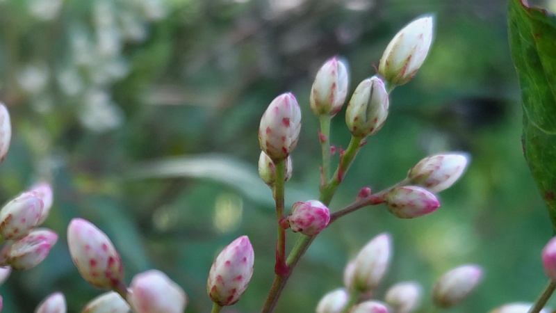 ナンテンの蕾 東京都大田区平和島公園