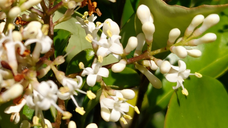ネズミモチの花 東京都大田区平和島公園