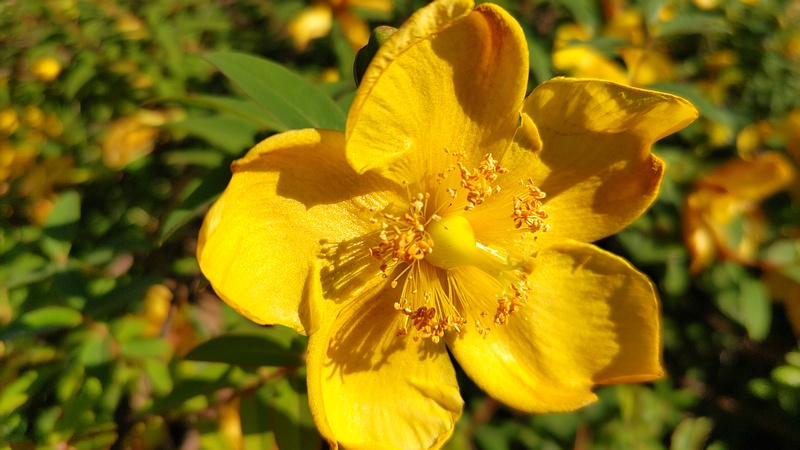キンシバイの花 東京都大田区平和島公園