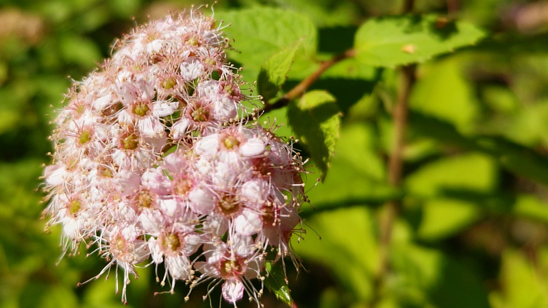 シモツケの果実 東京都大田区平和島公園