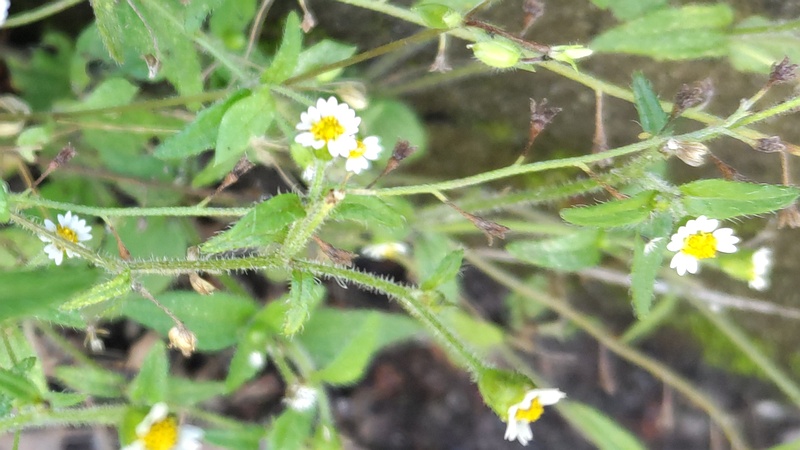 ハキダメギクの花 東京都大田区平和島公園