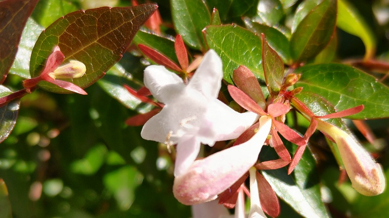 アベリアの花 東京都大田区平和島