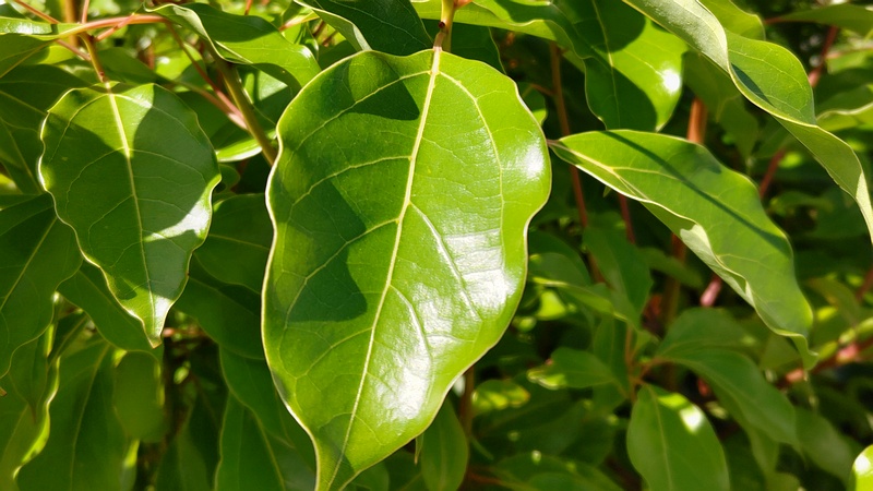 クスノキ 東京都大田区大和大橋