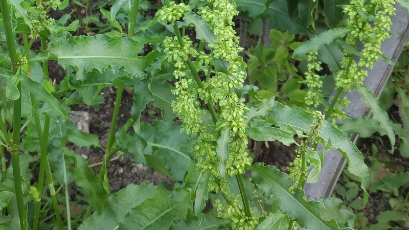 エゾノギシギシとナガバギシギシ 東京都大田区平和島公園