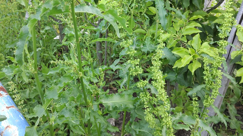 エゾノギシギシとナガバギシギシ 東京都大田区平和島公園