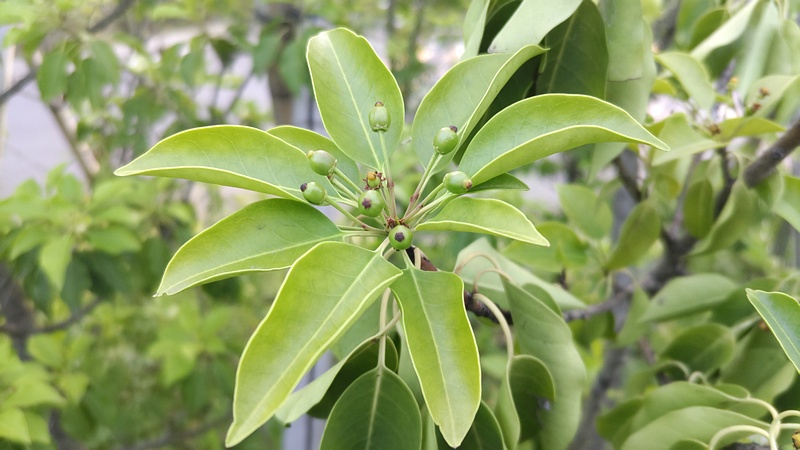 ソヨゴの果実 東京都大田区平和島公園
