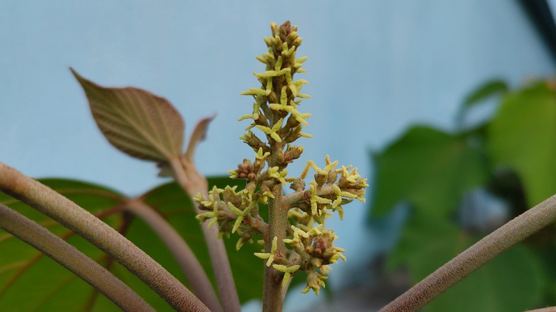 アカメガシワの雌花 東京都大田区平和島公園