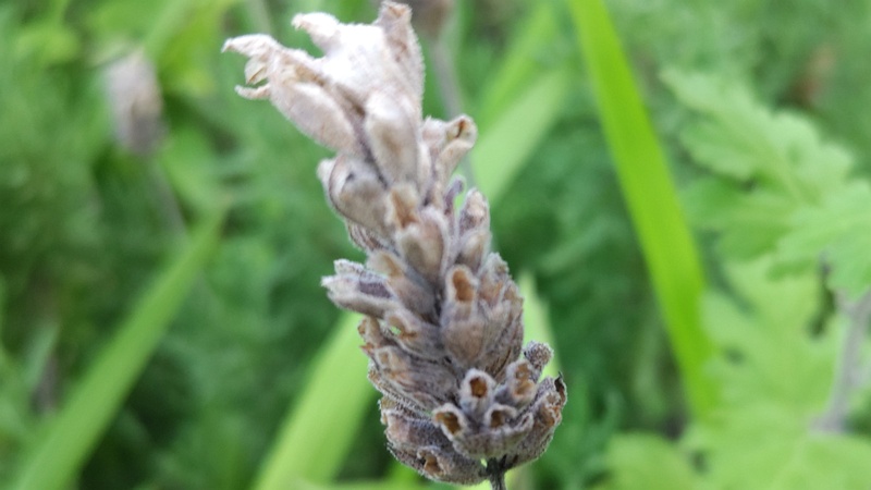 ラベンダーの花 東京都大田区平和島公園