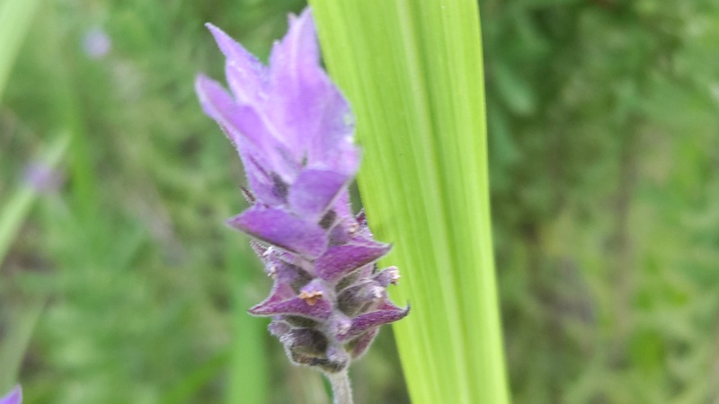 ラベンダーの花 東京都大田区平和島公園