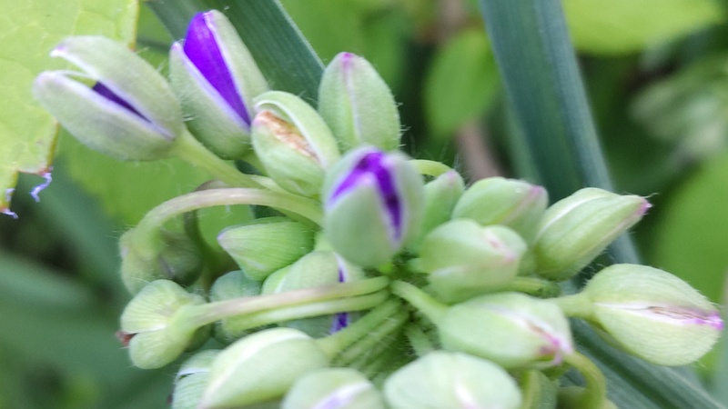 オオムラサキツユクサの蕾 東京都大田区平和島公園