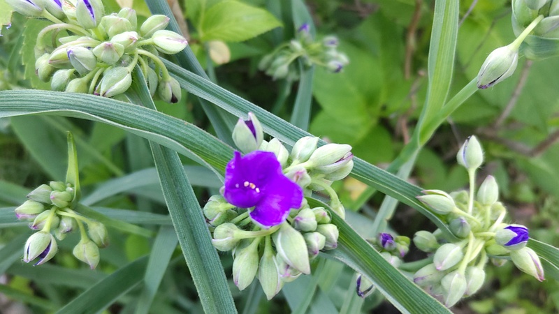 オオムラサキツユクサの花 東京都大田区平和島公園