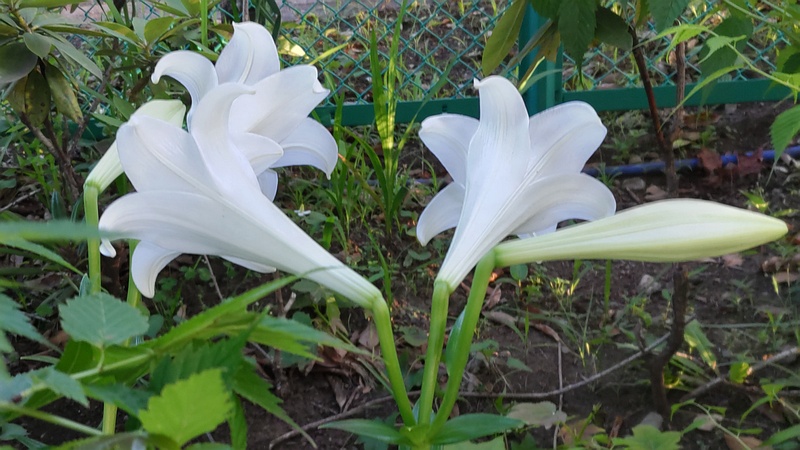 テッポウユリの花 東京都大田区平和島公園