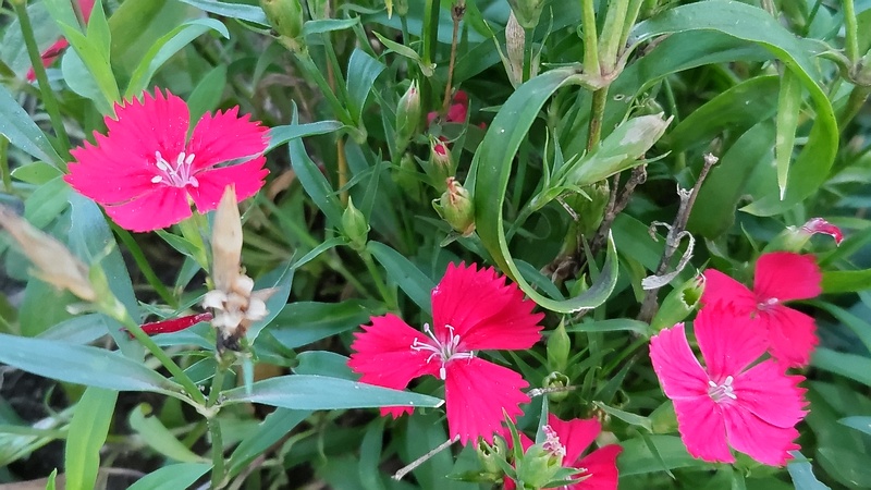 セキチクの花 東京都大田区平和島公園