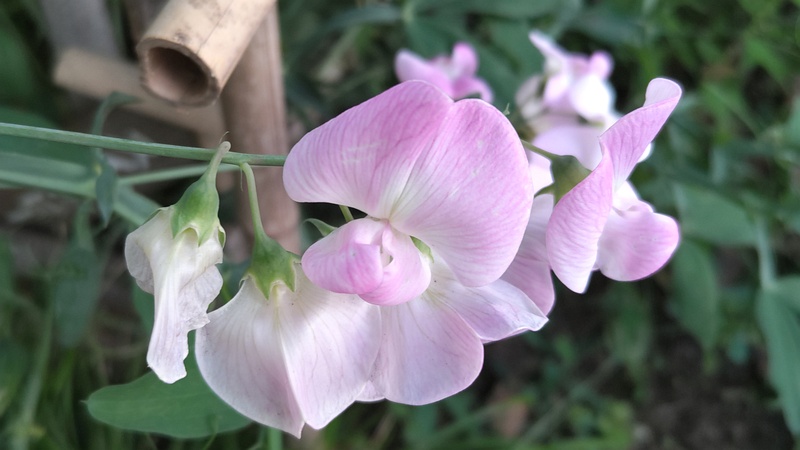スイートピーの花 東京都大田区平和島公園