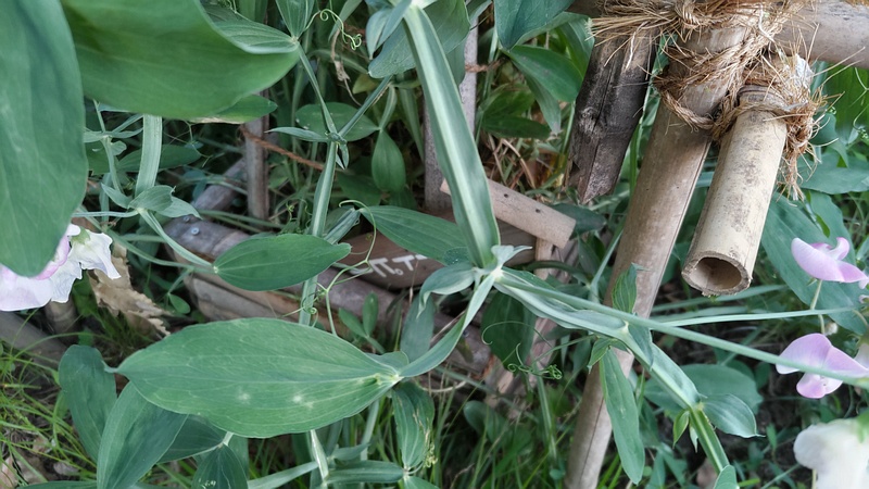 スイートピーの花 東京都大田区平和島公園