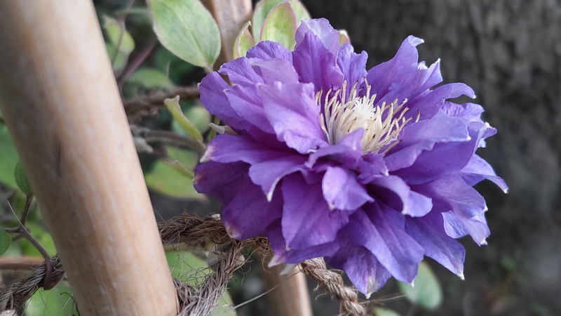 クレマチスの花 東京都大田区平和島公園