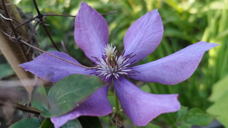 クレマチスの花 東京都大田区平和島公園