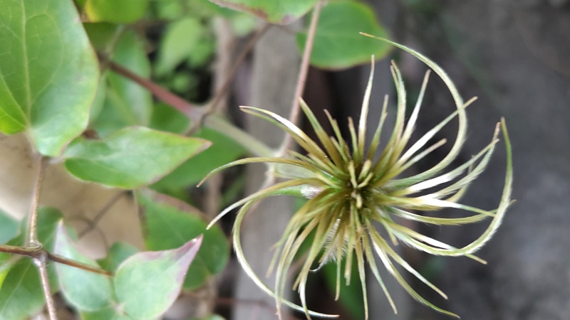 クレマチスの果実 東京都大田区平和島公園