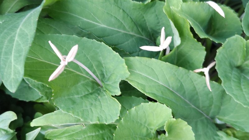 スミレの果実 東京都大田区平和島公園