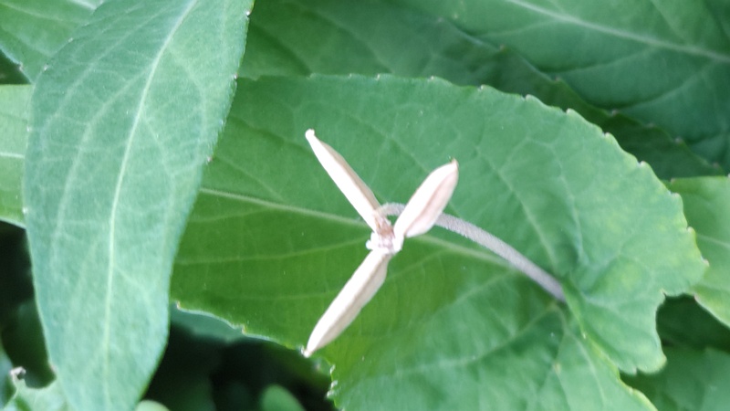 スミレの果実 東京都大田区平和島公園