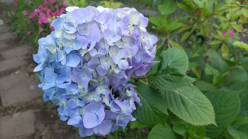 アジサイの花 東京都大田区平和島公園
