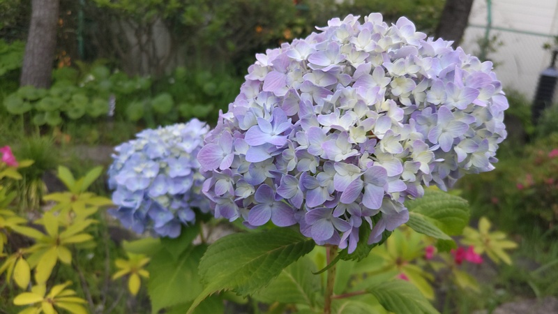 アジサイの花 東京都大田区平和島公園