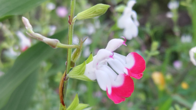 サルビア・ミクロフィラの花 東京都大田区平和島公園