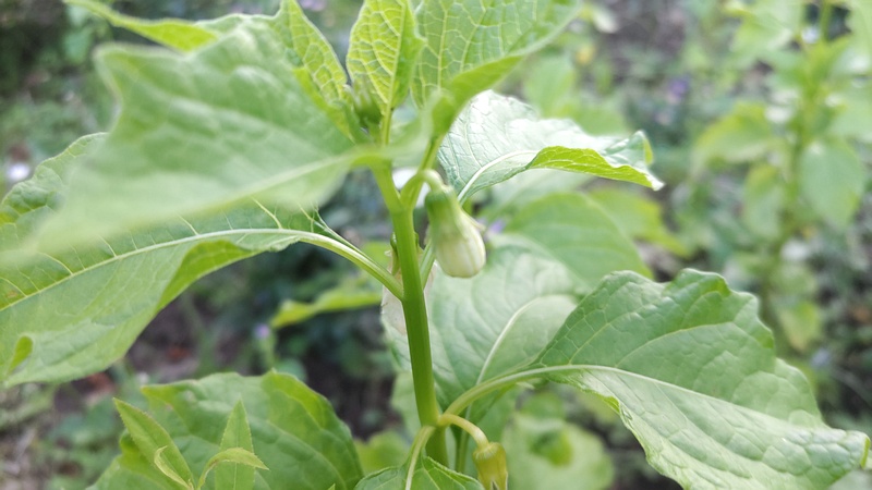 ホオズキの蕾 東京都大田区平和島公園