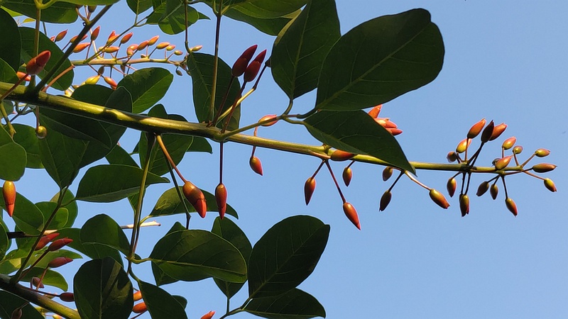 マルバデイゴの蕾 東京都大田区平和島公園